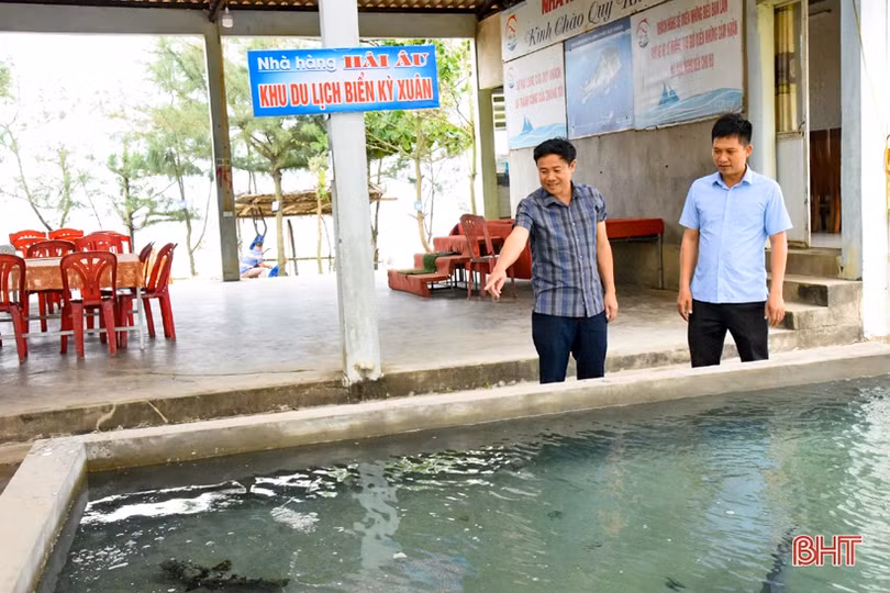 Nhà hàng ở Kỳ Xuân nuôi mực nhảy số lượng lớn phục vụ thực khách