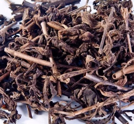 Nhân trần - vị thuốc giải nhiệt mùa hè