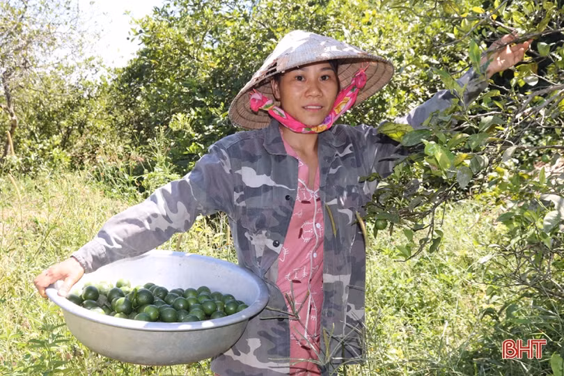 Chanh Hà Tĩnh được giá, thương lái vào vườn thu mua liên tục