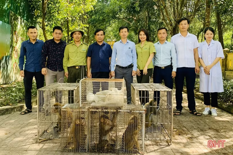 Vườn quốc gia Vũ Quang thả 50 động vật hoang dã về môi trường tự nhiên