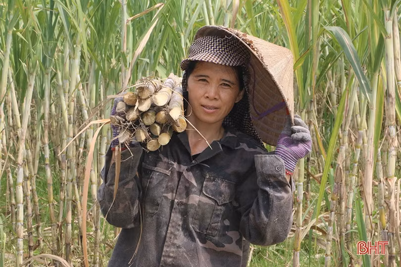 Nông dân Thạch Kênh thu lãi cao từ trồng mía