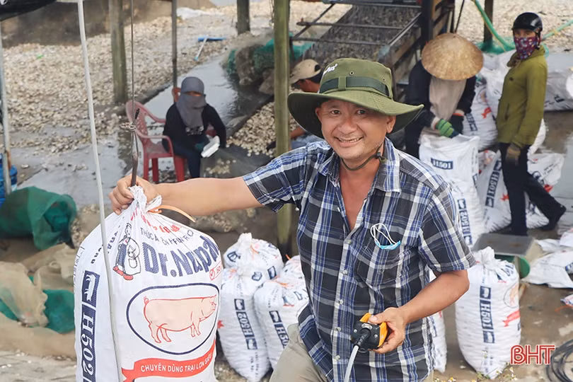 Mô hình nuôi ngao lớn nhất vùng biển Cửa Nhượng