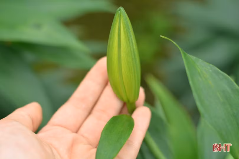 Nghe chủ vườn mẫu hoa ly ở TX Kỳ Anh bật mí cách kiếm cả trăm triệu dịp tết