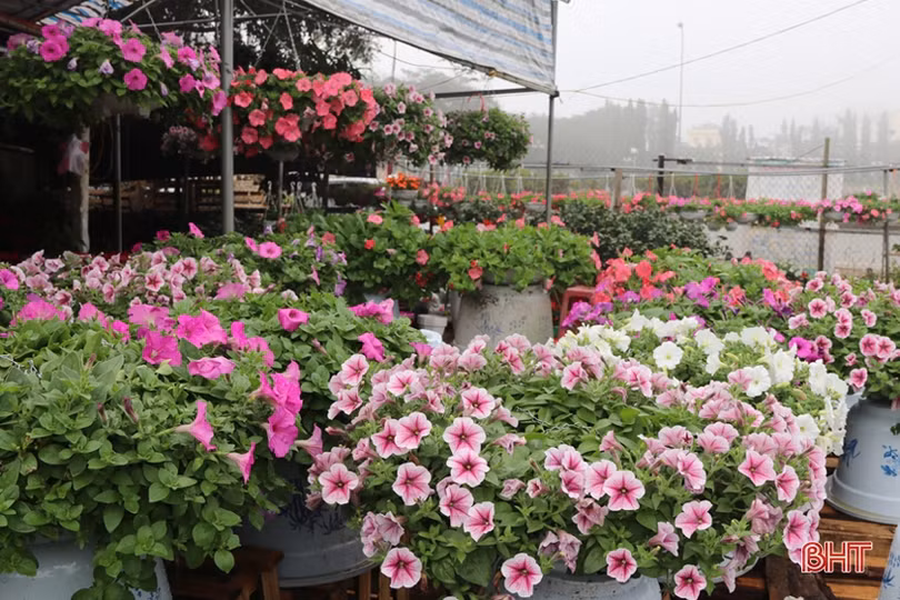 Những làng hoa ở Hà Tĩnh bung nụ đón tết