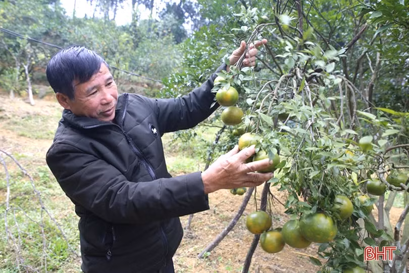 Xuân sớm trên khắp cánh đồng Hà Tĩnh