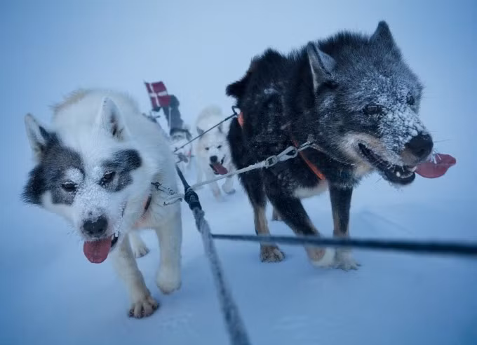 Những con chó trong đội Sirius. Ảnh: National Geographic