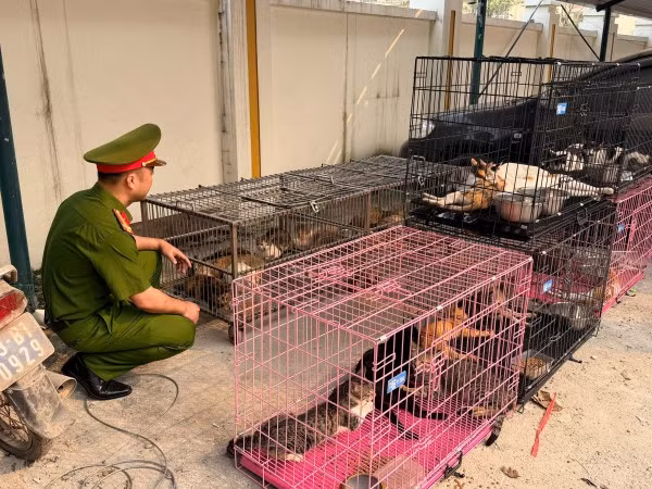 Từ cuối năm 2025 đến khi bị bắt, nhóm đối tượng đã trộm cắp và tiêu thụ hơn 300 con mèo tại TP Hà Nội.