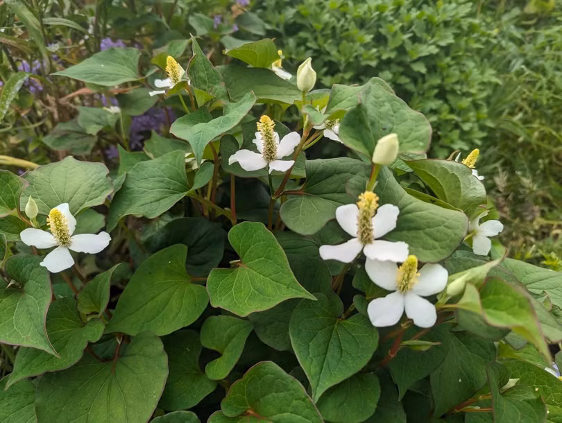 Rau diếp cá thường bị lầm tưởng chứa chứa gây ung thư. Ảnh: Shire Plants.