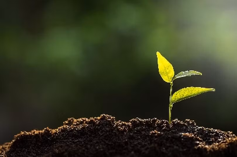 Loại đất mới giúp giảm lượng nước cần tưới nhưng cây vẫn sinh trưởng tốt (Ảnh: Tawanboonnak/Adobe).
