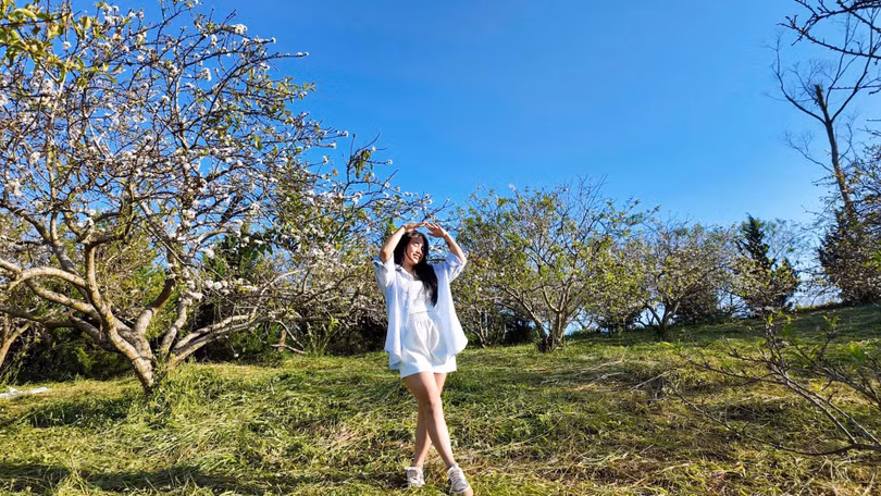 Thường gần Tết mận mới nở rộ nhưng giờ đây lên Mộc Châu bạn đã có ảnh đẹp với loài hoa này. Ảnh: May Nguyễn.