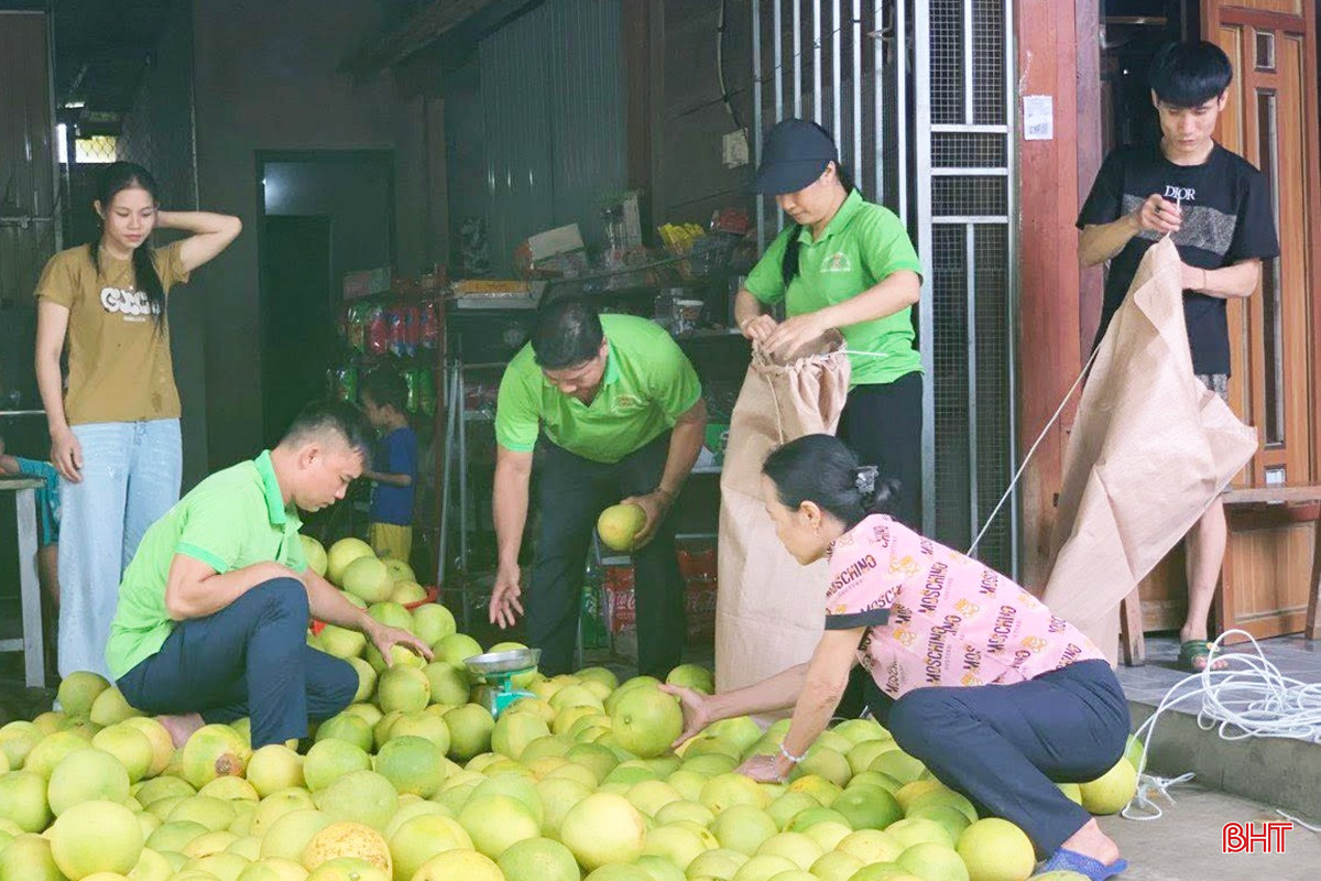 Hội nông dân các xã Hà Linh, Phúc Trạch, Hương Đô, Hương Phố đã hỗ trợ người dân thu hoạch và kết nối tiêu thụ bưởi.