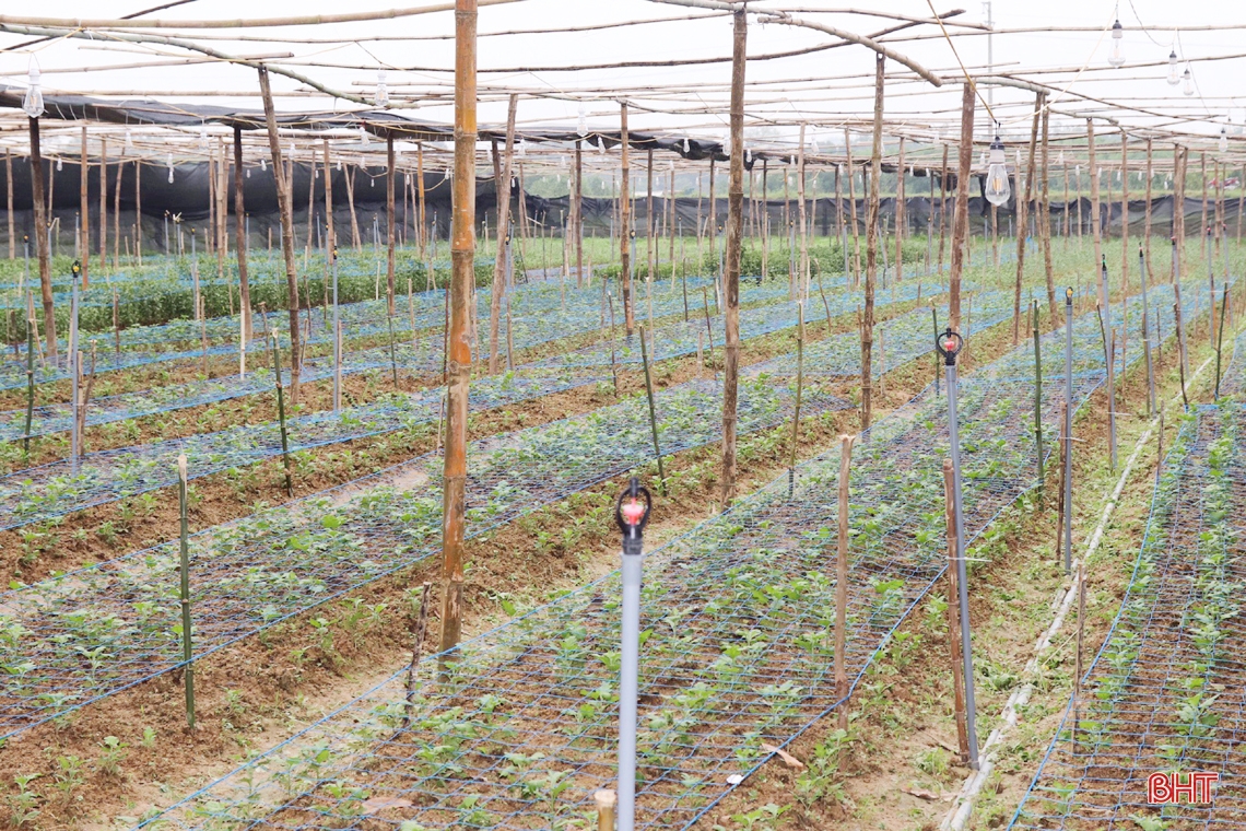 Thăm vườn hoa cúc đầu tiên ở huyện miền núi Vũ Quang