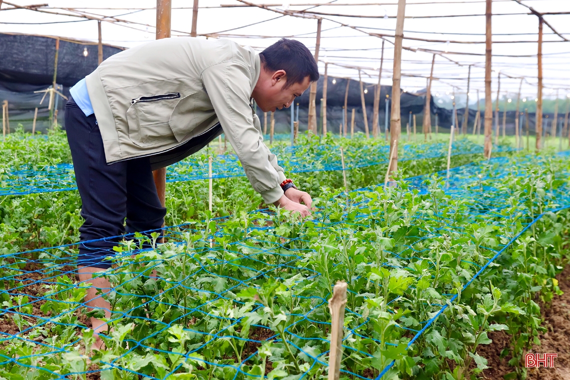 Thăm vườn hoa cúc đầu tiên ở huyện miền núi Vũ Quang