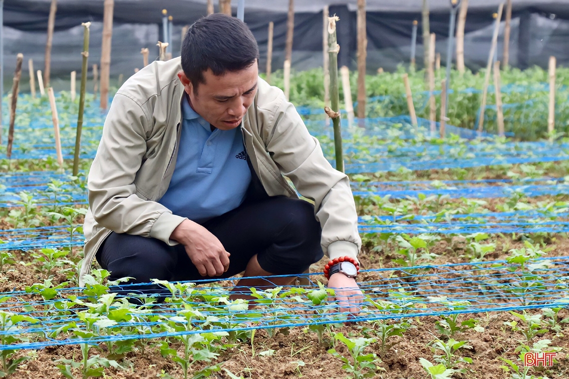 Thăm vườn hoa cúc đầu tiên ở huyện miền núi Vũ Quang