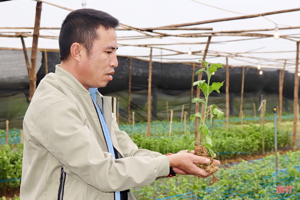 Thăm vườn hoa cúc đầu tiên ở huyện miền núi Vũ Quang