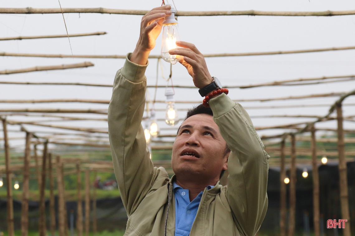 Thăm vườn hoa cúc đầu tiên ở huyện miền núi Vũ Quang