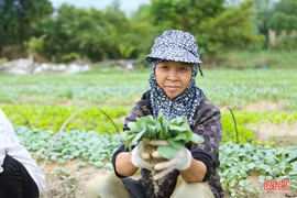 Sau mưa, thủ phủ cây rau giống rộn ràng vào vụ mới