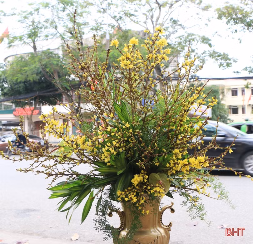 Cận tết, đào đông đỏ, mai Mỹ hàng chục triệu được “săn đón” ở Hà Tĩnh