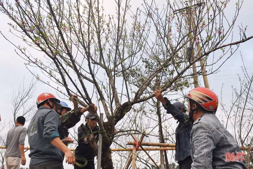 Cận cảnh những người chở Tết về nhà