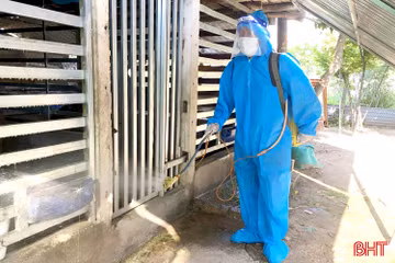 Phát hiện ổ dịch lở mồm long móng trên đàn bò ở phường Trần Phú 