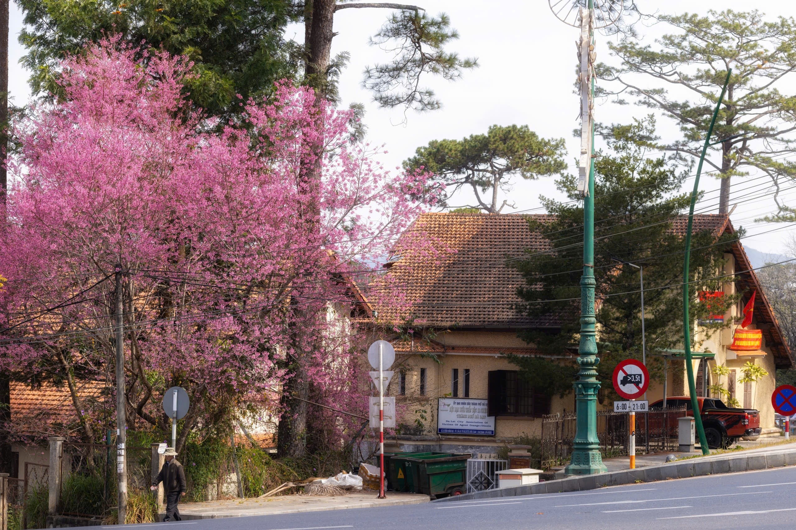Mai anh đào (tên khoa học Prunus cerasoides), từ lâu được xem là loài hoa đặc trưng của Đà Lạt. Theo các tư liệu địa phương, loài cây này được phát hiện từ khoảng thập niên 1960 tại các cánh rừng khu vực Lạc Dương cũ, nay thuộc phường LangBiang. Cũng có ý kiến cho rằng hoa được du nhập từ nơi khác, song nhiều người tin giả thiết bản địa hợp lý hơn, bởi đến nay mai anh đào vẫn gắn chặt với khí hậu và thổ nhưỡng riêng có của phố núi.
