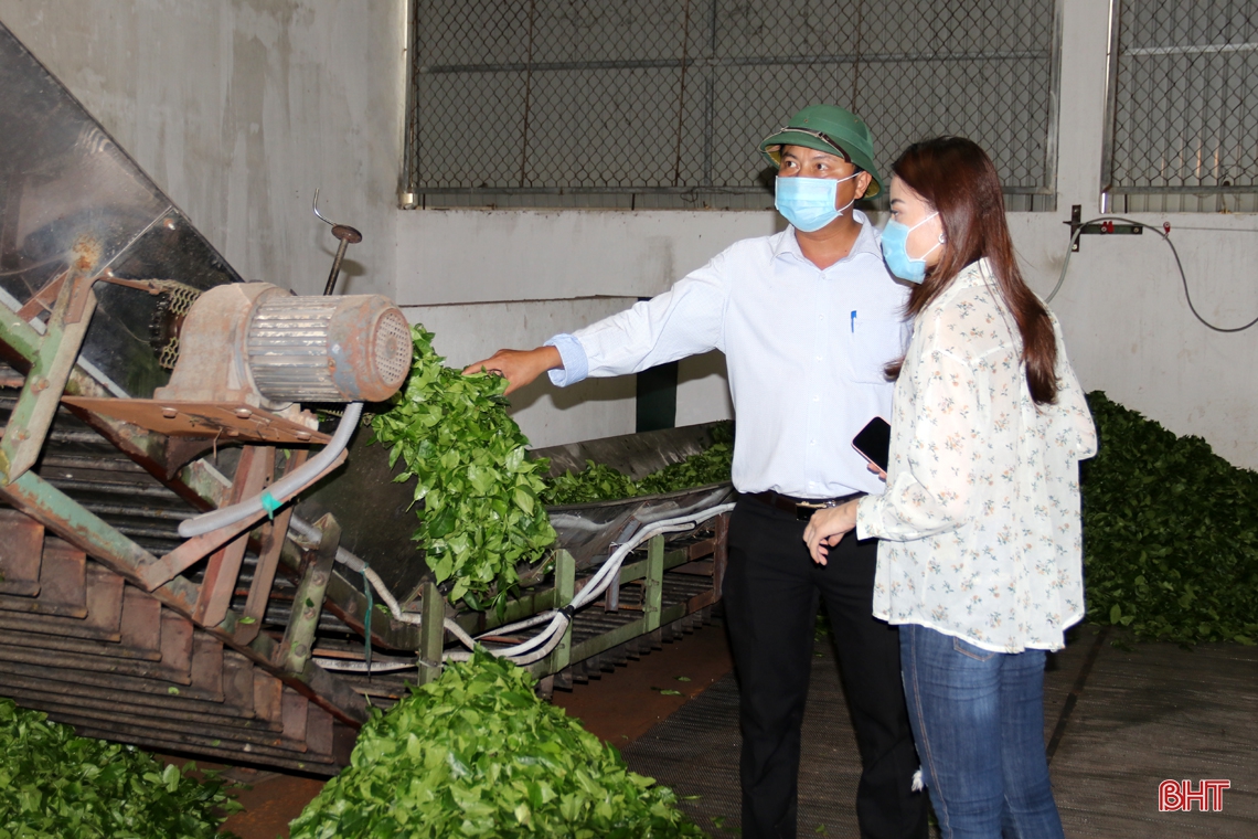 “Cẩm nang bỏ túi” giúp bạn trải nghiệm đồi chè đẹp nhất phía Nam Hà Tĩnh