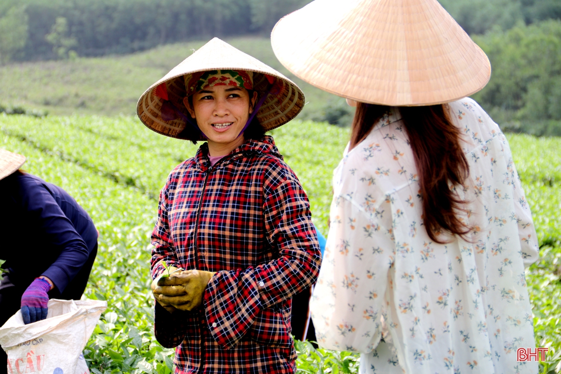“Cẩm nang bỏ túi” giúp bạn trải nghiệm đồi chè đẹp nhất phía Nam Hà Tĩnh