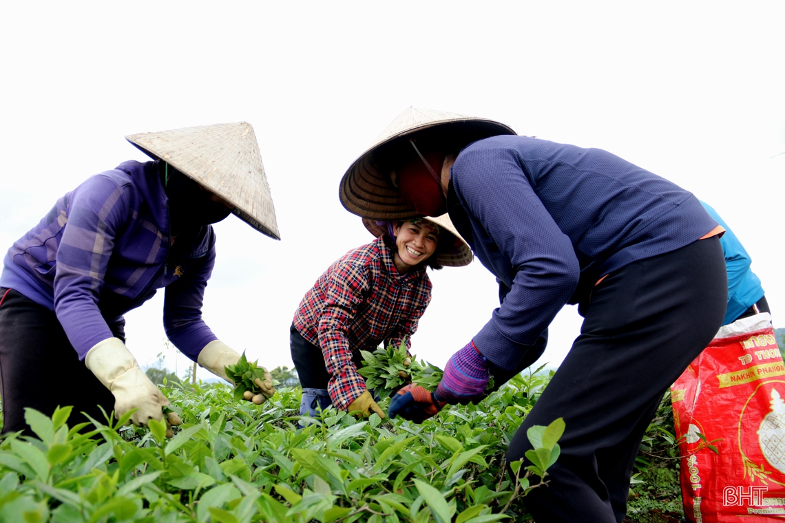 “Cẩm nang bỏ túi” giúp bạn trải nghiệm đồi chè đẹp nhất phía Nam Hà Tĩnh
