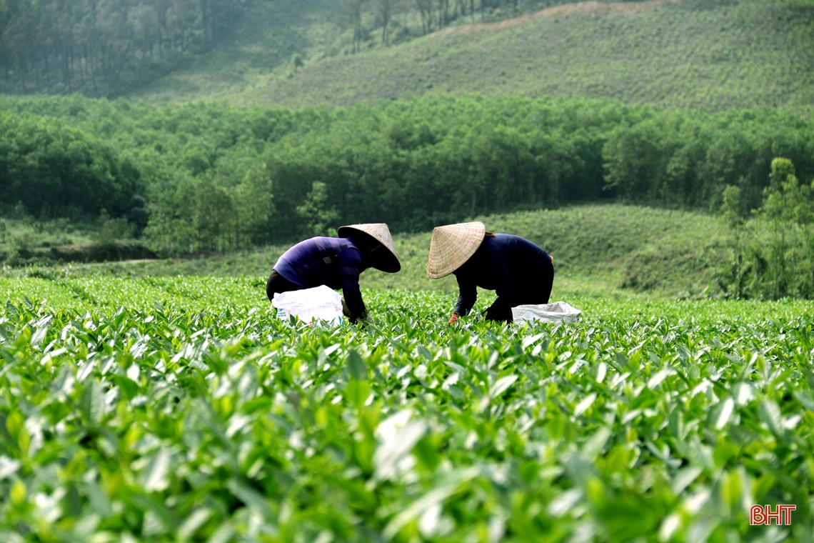 “Cẩm nang bỏ túi” giúp bạn trải nghiệm đồi chè đẹp nhất phía Nam Hà Tĩnh