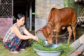Người dân phường Bắc Hồng Lĩnh mở hướng thoát nghèo từ mô hình sinh kế