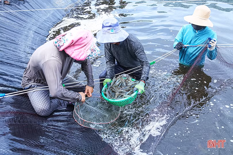 Nuôi tôm thâm canh 3 giai đoạn ở TP Hà Tĩnh “bỏ túi” hơn 500 triệu đồng/ha