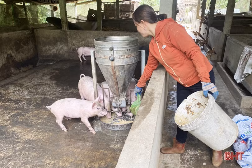 Kiên trì khởi nghiệp, vợ chồng ở vùng đồi Vũ Quang hái quả ngọt