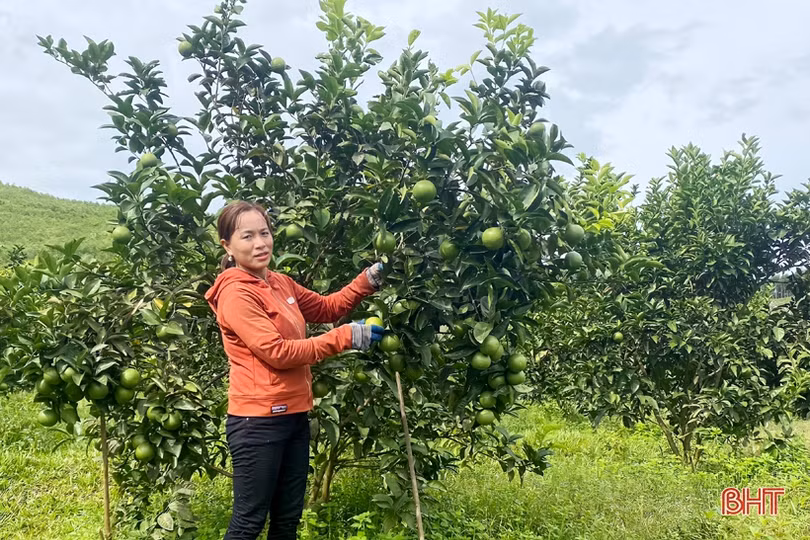 Kiên trì khởi nghiệp, vợ chồng ở vùng đồi Vũ Quang hái quả ngọt