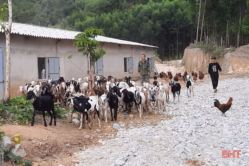 “Cú hích” giúp người dân miền núi Hà Tĩnh mạnh dạn tăng đàn dê