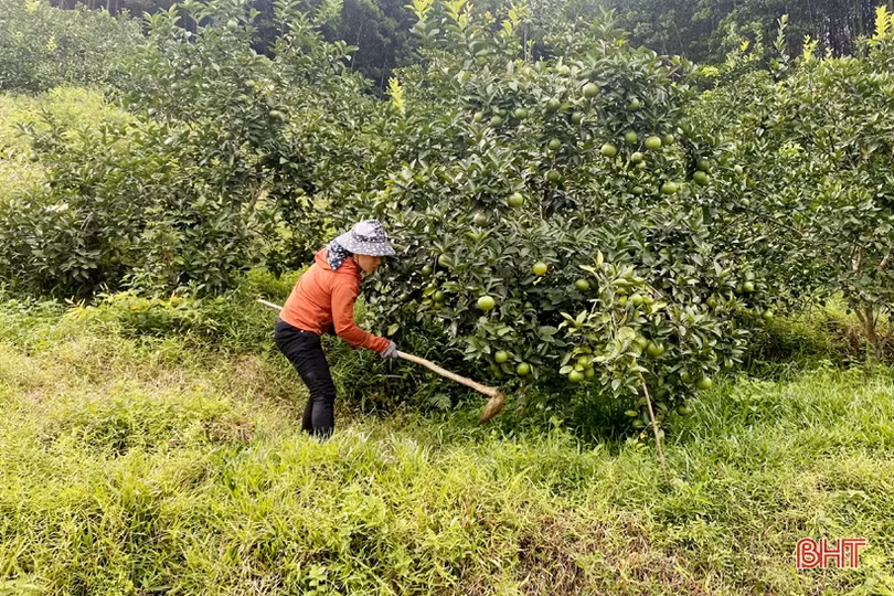 Kiên trì khởi nghiệp, vợ chồng ở vùng đồi Vũ Quang hái quả ngọt