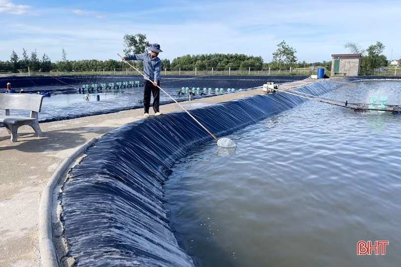 Nuôi tôm thâm canh 3 giai đoạn, nông dân Hà Tĩnh thu lãi hàng trăm triệu