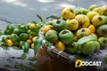 Podcast tản văn: Ngọt thơm hương thị