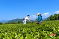 Trải nghiệm hái chè bằng máy cắt mini