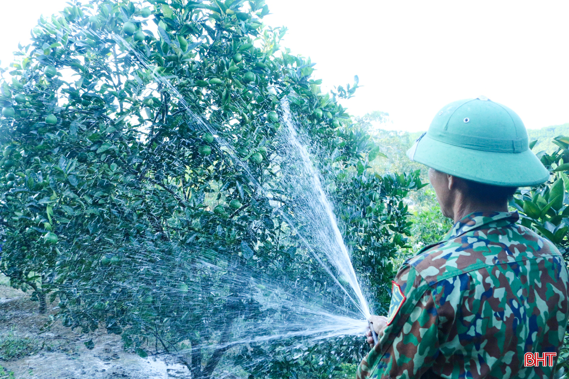 Ngắm vườn cam mướt xanh, trĩu quả trong nắng hạn ở vùng núi Hà Tĩnh