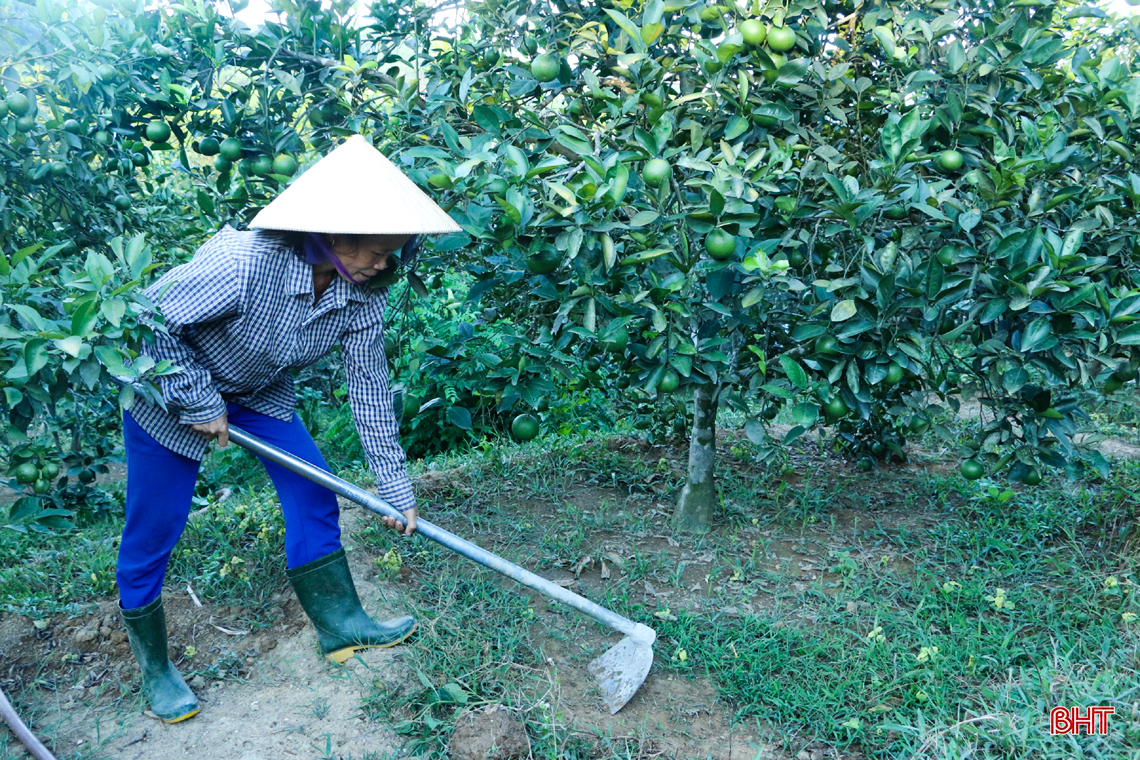 Ngắm vườn cam mướt xanh, trĩu quả trong nắng hạn ở vùng núi Hà Tĩnh