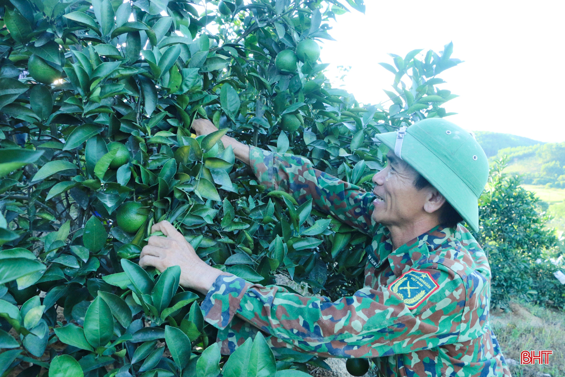 Ngắm vườn cam mướt xanh, trĩu quả trong nắng hạn ở vùng núi Hà Tĩnh