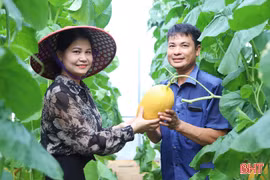 Trồng dưa lưới trong nhà màng, nông dân xã miền núi Hà Tĩnh thu lãi lớn