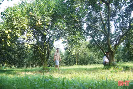 Vườn cam “cổ thụ” ở Đồng Lộc