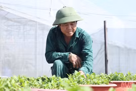 Vựa hoa ở Hà Tĩnh tất bật sản xuất phục vụ Tết