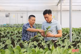 Vườn lan lớn nhất Hà Tĩnh thử nghiệm giống mới phục vụ khách hàng