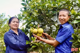 Chuẩn hóa quy trình sản xuất, nâng tầm giá trị cam Vũ Quang