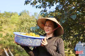 Nâng cao giá trị hồng giòn Yên Du