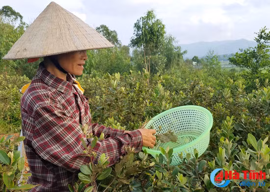 no nuc ru nhau len doi hai sim