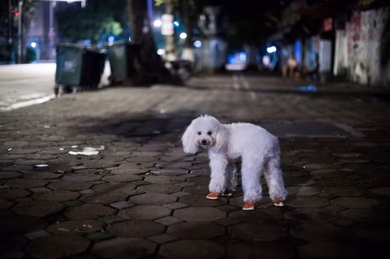 nhip song pho co ha noi qua ong kinh phong vien afp