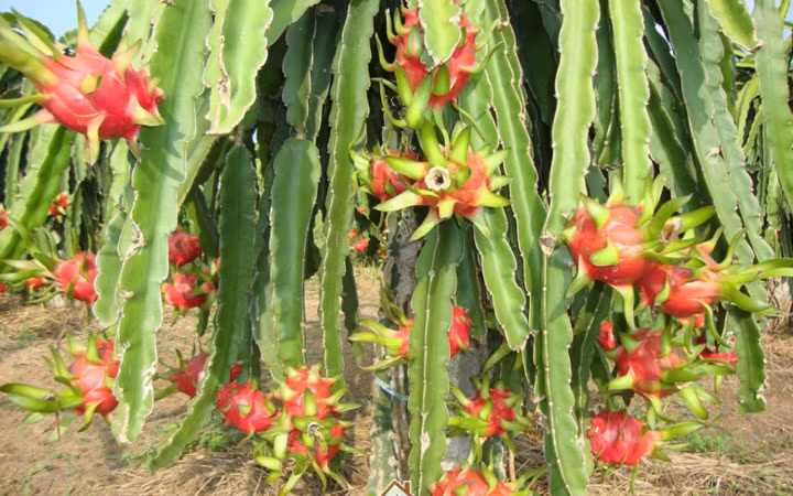 nhung loai qua viet xuat ngoai co gia dat nhu vang